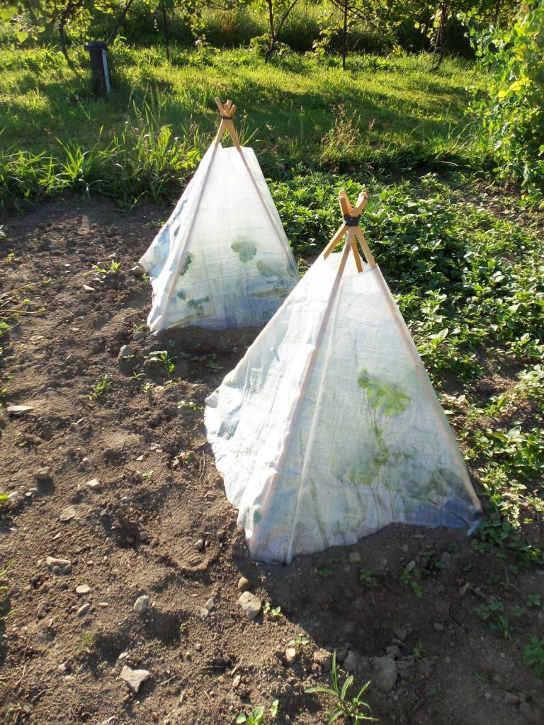 solar pyramid w-zucchini