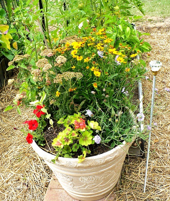 growing-flowers-in-containers