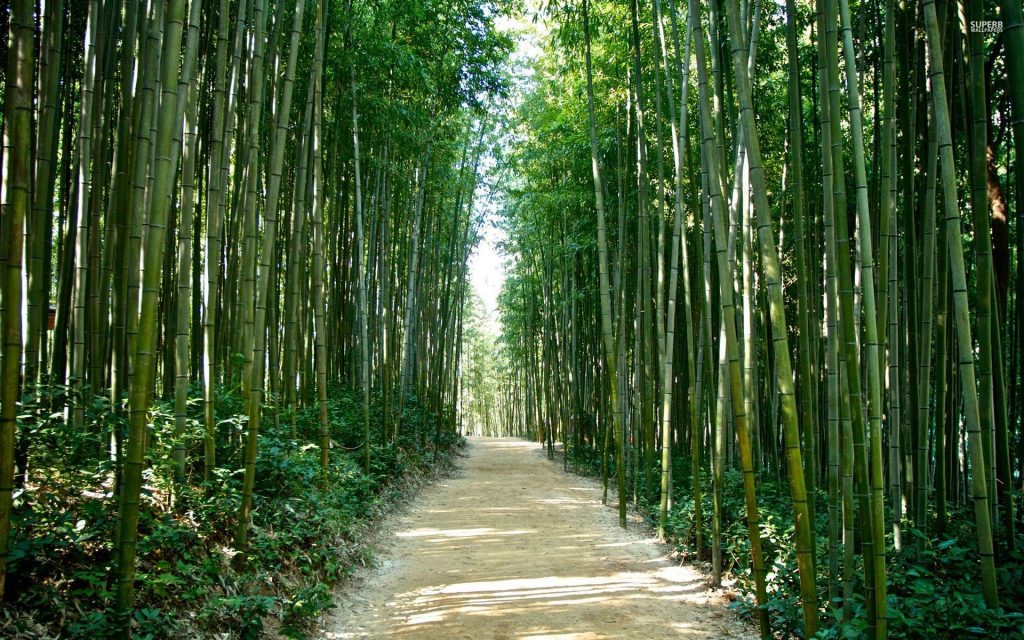 ws_Bamboo_Forest_Korea_Japan_1920x1200